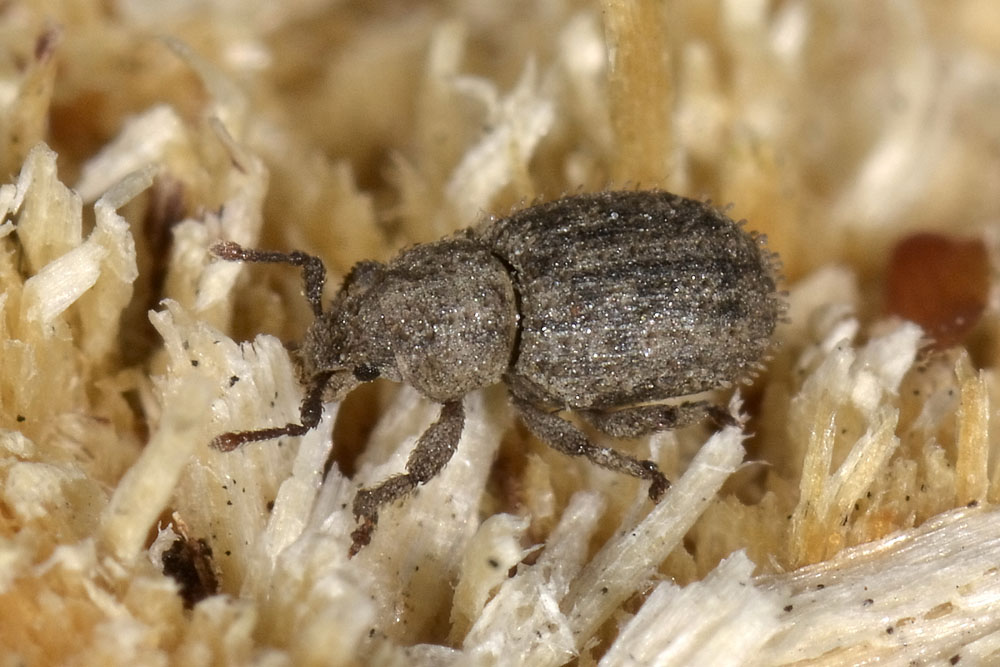 Trachyphloeus?